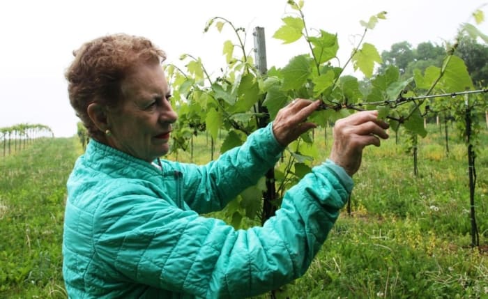 The Great Vine - the World's Oldest Grapevine? - Wine Alchemy