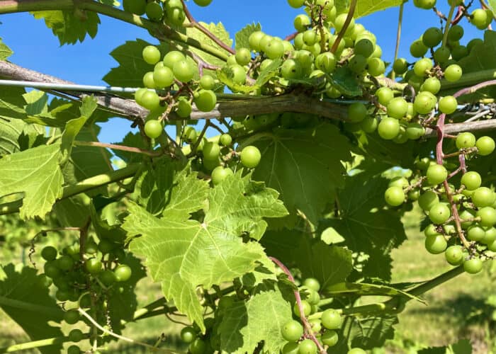 https://wideriverwinery.com/wp-content/uploads/2022/10/budding-grapes-clinton-summer-700x500.jpeg